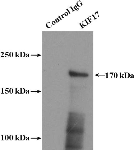 IP Result of anti-KIF17 (IP:Catalog No:112001, 4ug; Detection:Catalog No:112001 1:1000) with mouse brain tissue lysate 4000ug.