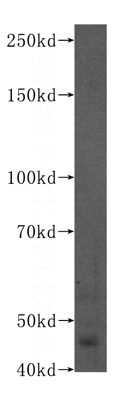 HepG2 cells were subjected to SDS PAGE followed by western blot with Catalog No:107454(PAX8 antibody) at dilution of 1:200