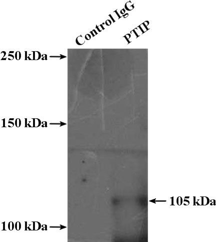 IP Result of anti-PAXIP1 (IP:Catalog No:114306, 4ug; Detection:Catalog No:114306 1:500) with HeLa cells lysate 2400ug.