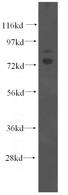 HEK-293 cells were subjected to SDS PAGE followed by western blot with Catalog No:113427(OS9 antibody) at dilution of 1:300