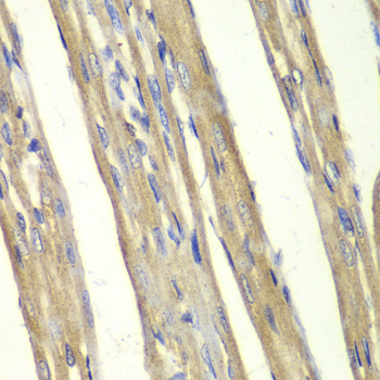 Immunohistochemistry - Casp7 Polyclonal Antibody 