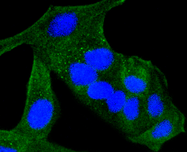 Immunofluorescence - ALAS1 Monoclonal Antibody 