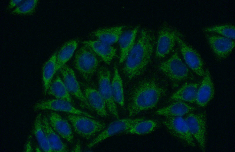 Immunofluorescent analysis of (-20oc Ethanol) fixed HepG2 cells using Catalog No:115192(SERINC1 Antibody) at dilution of 1:50 and Alexa Fluor 488-congugated AffiniPure Goat Anti-Rabbit IgG(H+L)