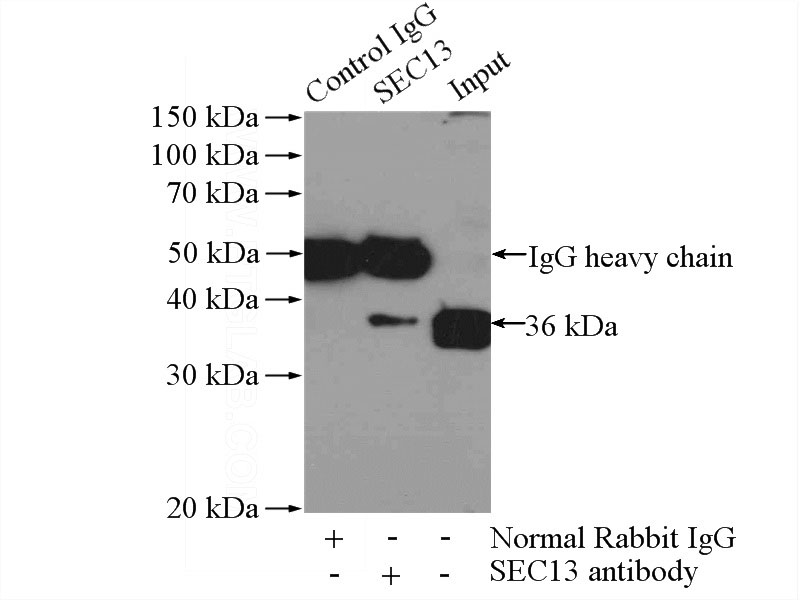 IP Result of anti-SEC13 (IP:Catalog No:115075, 3ug; Detection:Catalog No:115075 1:1000) with HepG2 cells lysate 3200ug.