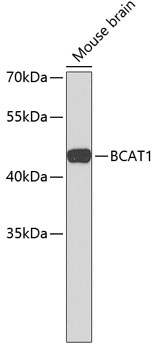 Western blot - BCAT1 Polyclonal Antibody 