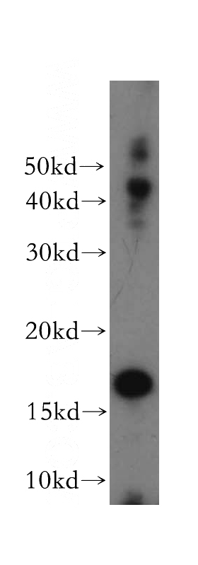 U-937 cells were subjected to SDS PAGE followed by western blot with Catalog No:111750(IL9 antibody) at dilution of 1:300
