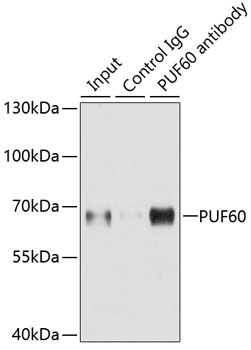Immunoprecipitation - PUF60 Polyclonal Antibody 