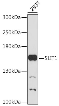 Western blot - SLIT1 Polyclonal Antibody 