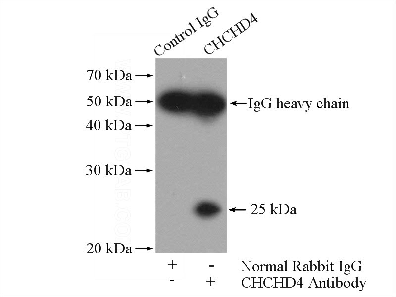 IP Result of anti-CHCHD4 (IP:Catalog No:109214, 4ug; Detection:Catalog No:109214 1:500) with mouse brain tissue lysate 4000ug.