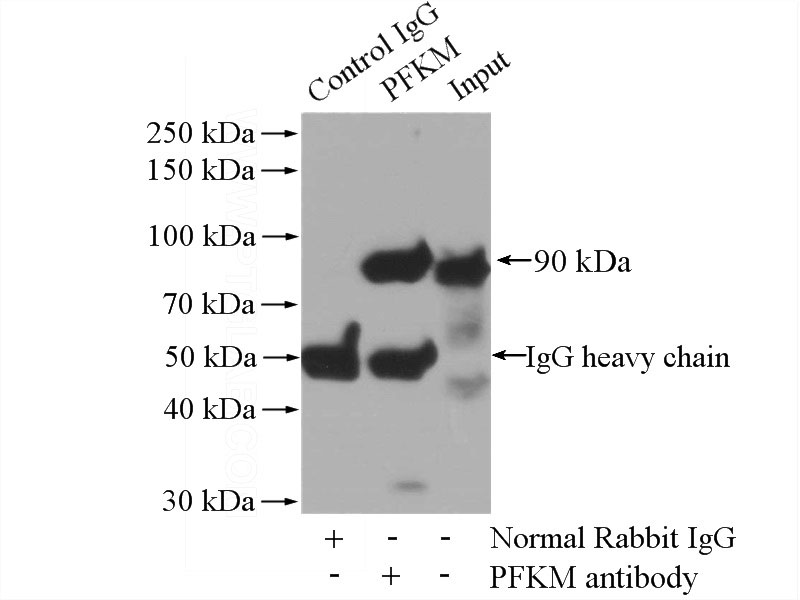 IP Result of anti-PFKM (IP:Catalog No:113772, 4ug; Detection:Catalog No:113772 1:1500) with mouse skeletal muscle tissue lysate 2200ug.