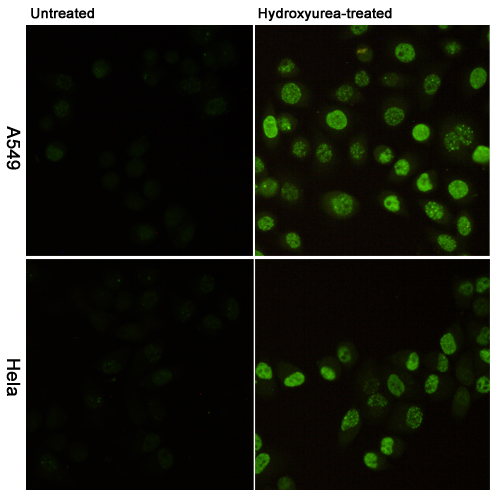 Immunofluorescent analysis of Phosphorylation of H2A.X at Serine 139 in A549(upper,untreated or Hydroxyurea-treated) and Hela(lower,untreated or Hydroxyurea-treated) using Phospho-Histone H2A.X (Ser139) mouse mAb (1:400).