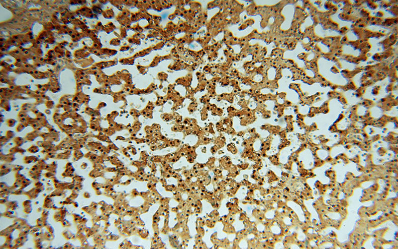 Immunohistochemical of paraffin-embedded human liver using Catalog No:112248(ARG1 antibody) at dilution of 1:50 (under 10x lens)