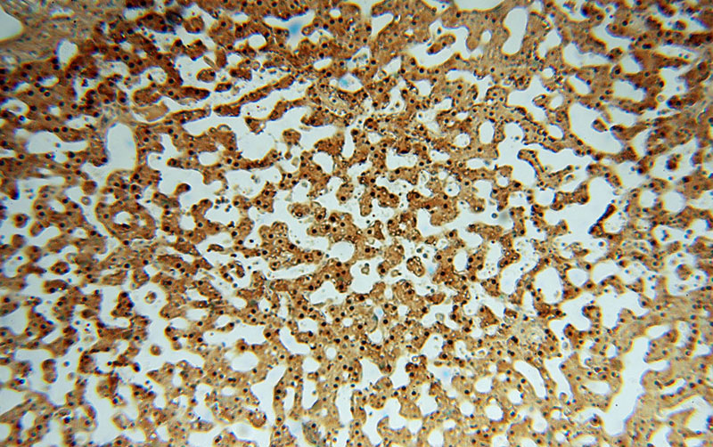Immunohistochemical of paraffin-embedded human liver using Catalog No:112248(ARG1 antibody) at dilution of 1:50 (under 10x lens)