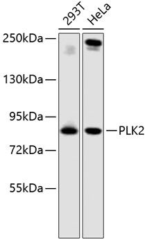 Western blot - PLK2 Polyclonal Antibody 