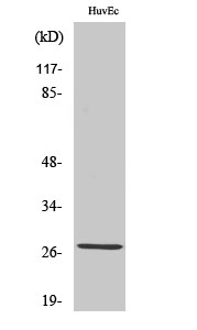 Fig1:; Western Blot analysis of various cells using PP32R1 Polyclonal Antibody diluted at 1: 1000