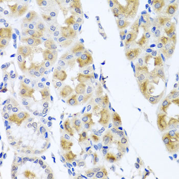 Immunohistochemistry - TMEM43 Polyclonal Antibody 