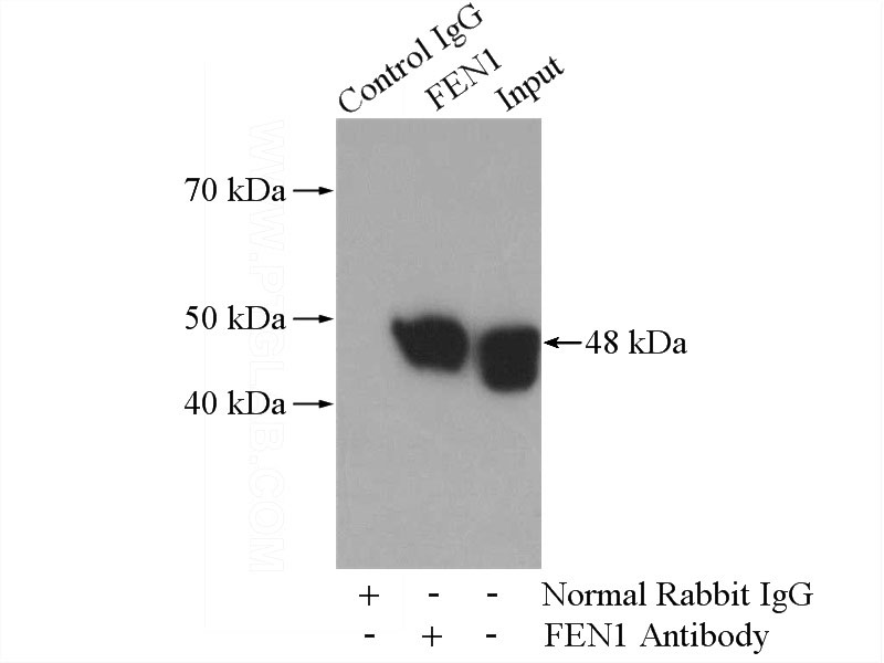 IP Result of anti-FEN1 (IP:Catalog No:110618, 4ug; Detection:Catalog No:110618 1:500) with NIH/3T3 cells lysate 1200ug.