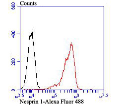 Fig10: Flow cytometric analysis of Daudi cells with Nesprin 1 antibody at 1/100 dilution (red) compared with an unlabelled control (cells without incubation with primary antibody; black).Alexa Fluor 488-conjugated goat anti-rabbit IgG was used as the seco