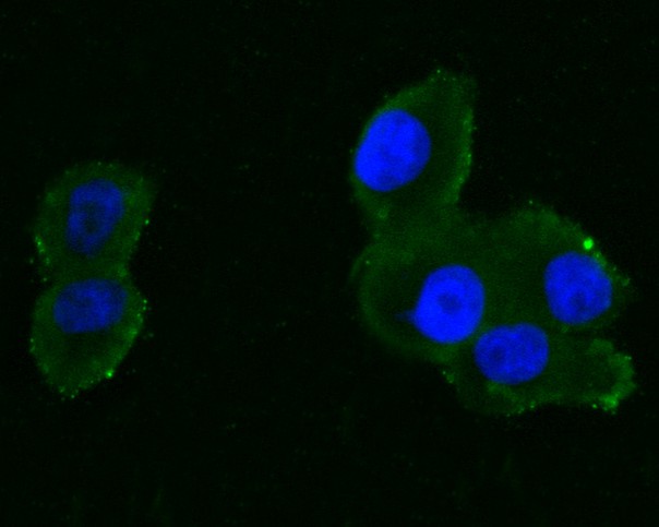Fig2:; ICC staining of EPHA2 in PANC-1 cells (green). Formalin fixed cells were permeabilized with 0.1% Triton X-100 in TBS for 10 minutes at room temperature and blocked with 1% Blocker BSA for 15 minutes at room temperature. Cells were probed with the primary antibody ( 1/50) for 1 hour at room temperature, washed with PBS. Alexa Fluor®488 Goat anti-Rabbit IgG was used as the secondary antibody at 1/1,000 dilution. The nuclear counter stain is DAPI (blue).
