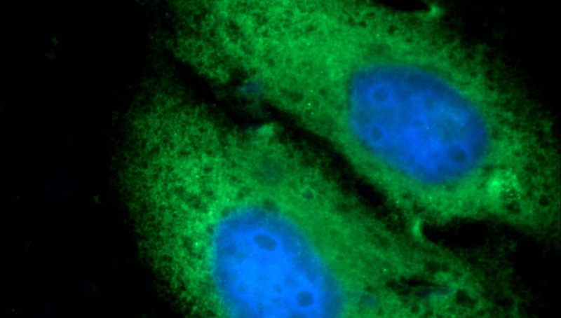 Immunofluorescent analysis of HepG2 cells using Catalog No:113779(PGBD1 Antibody) at dilution of 1:25 and Alexa Fluor 488-congugated AffiniPure Goat Anti-Rabbit IgG(H+L)