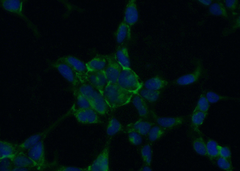 Immunofluorescent analysis of (-20oc Ethanol) fixed HEK-293 cells using Catalog No:111148(GPX3 Antibody) at dilution of 1:50 and Alexa Fluor 488-congugated AffiniPure Goat Anti-Rabbit IgG(H+L)