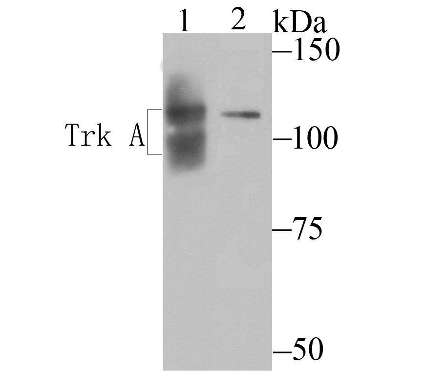 Fig1: Western blot analysis of TrkA on SHSY5Y (1) and SHG-44 (2) cell lysates using anti-TrkA antibody at 1/200 dilution.