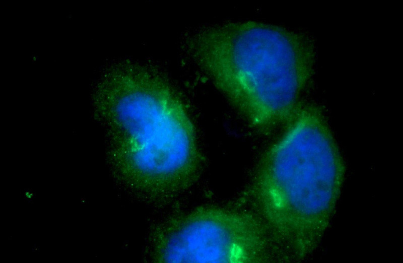 Immunofluorescent analysis of HepG2 cells using Catalog No:114480(RASIP1 Antibody) at dilution of 1:25 and Alexa Fluor 488-congugated AffiniPure Goat Anti-Rabbit IgG(H+L)