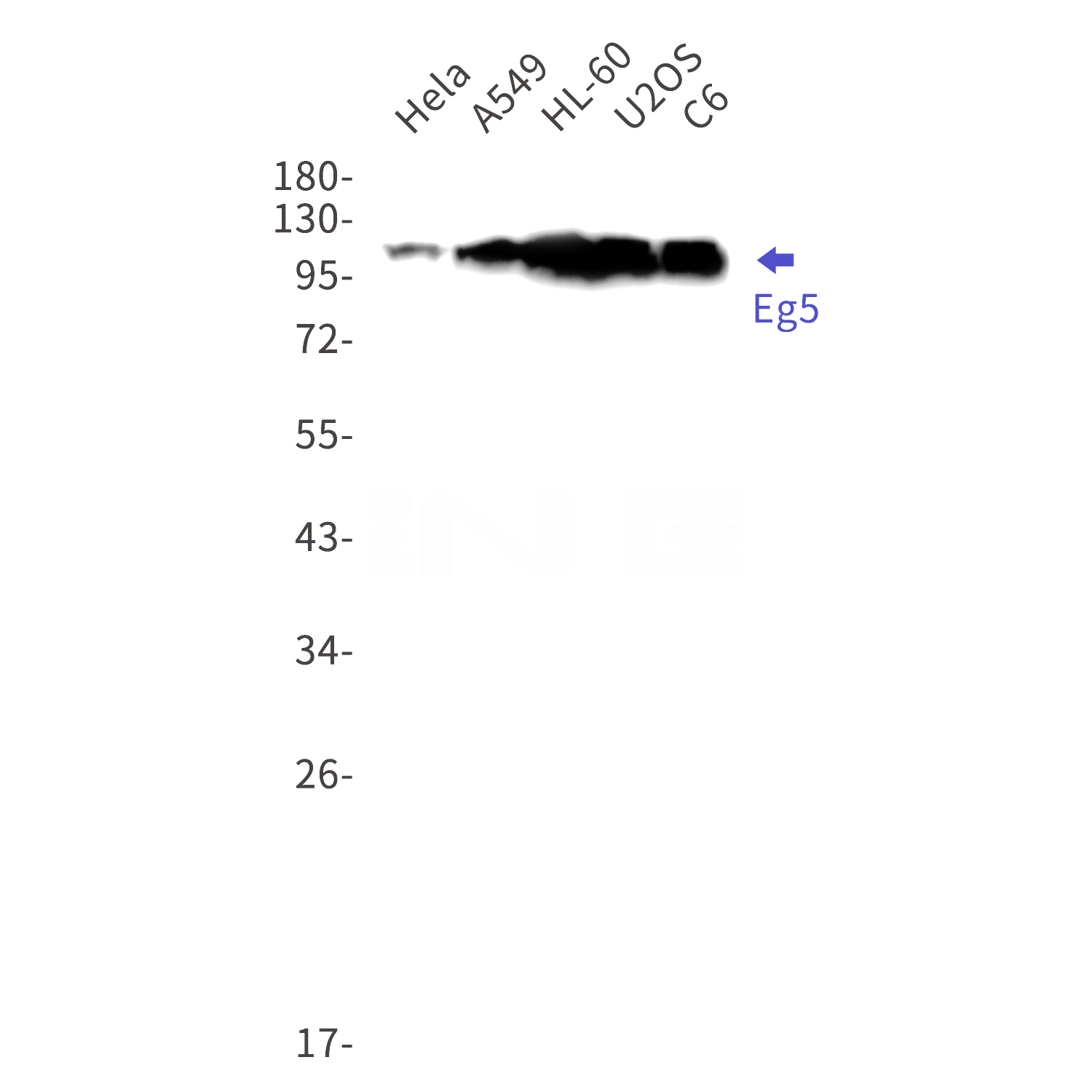 Western blot detection of  Eg5 in Hela,A549,HL-60,U2OS,C6 cell lysates using Eg5 Rabbit mAb(1:1000 diluted).Predicted band size:119kDa.Observed band size:119kDa.