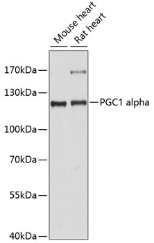 Western blot - PGC1 alpha Polyclonal Antibody 