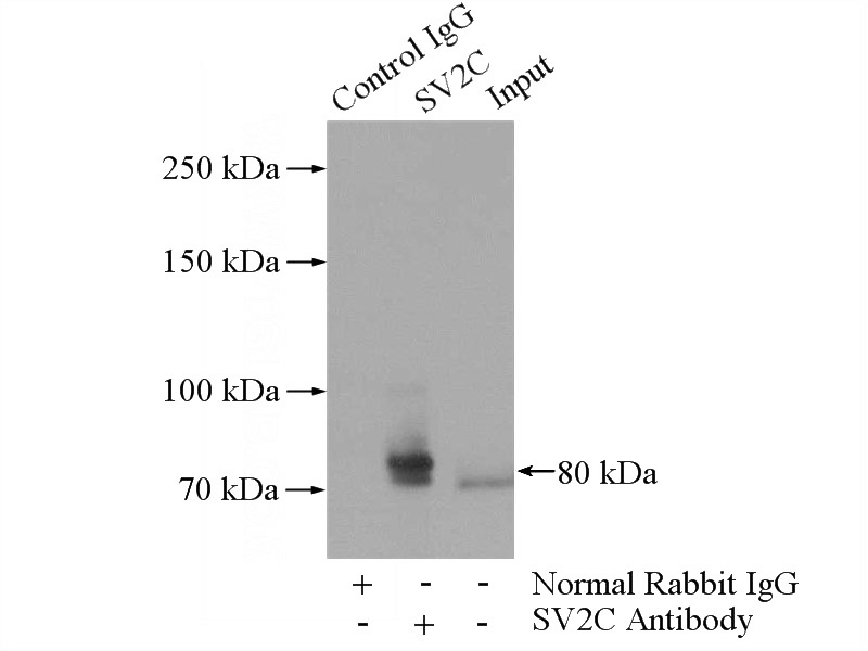 IP Result of anti-SV2C (IP:Catalog No:115755, 4ug; Detection:Catalog No:115755 1:500) with mouse brain tissue lysate 3440ug.