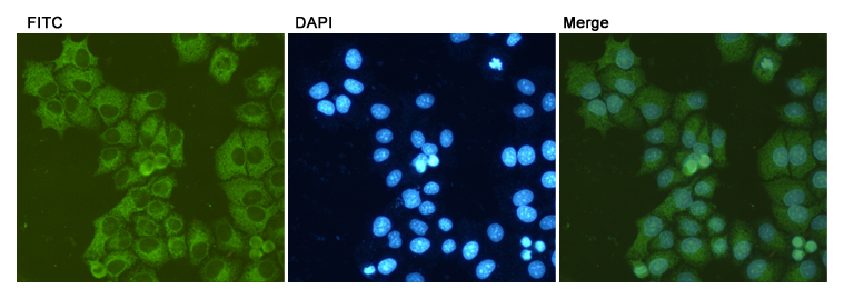Immunocytochemistry staining of HeLa cells using Bip/GRP78 (6H7) Mouse mAb(dilution 1:100).