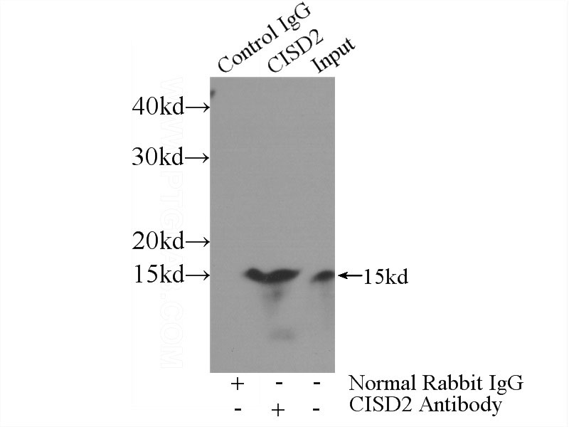 IP Result of anti-CISD2 (IP:Catalog No:109322, 3ug; Detection:Catalog No:109322 1:700) with mouse brain tissue lysate 4000ug.