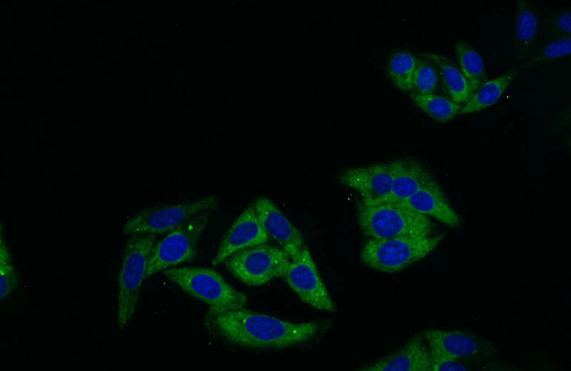 Immunofluorescent analysis of HepG2 cells using Catalog No:107550(14-3-3 Antibody) at dilution of 1:50 and Alexa Fluor 488-congugated AffiniPure Goat Anti-Mouse IgG(H+L)