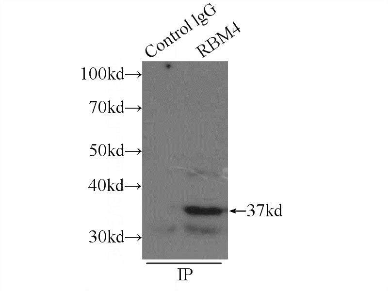 IP Result of anti-RBM4 (IP:Catalog No:114612, 3ug; Detection:Catalog No:114612 1:1000) with mouse heart tissue lysate 4000ug.