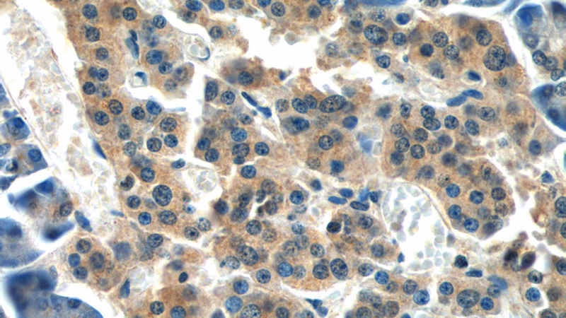 Immunohistochemistry of paraffin-embedded human pancreas tissue slide using Catalog No:110620(FERMT1 Antibody) at dilution of 1:50 (under 40x lens)