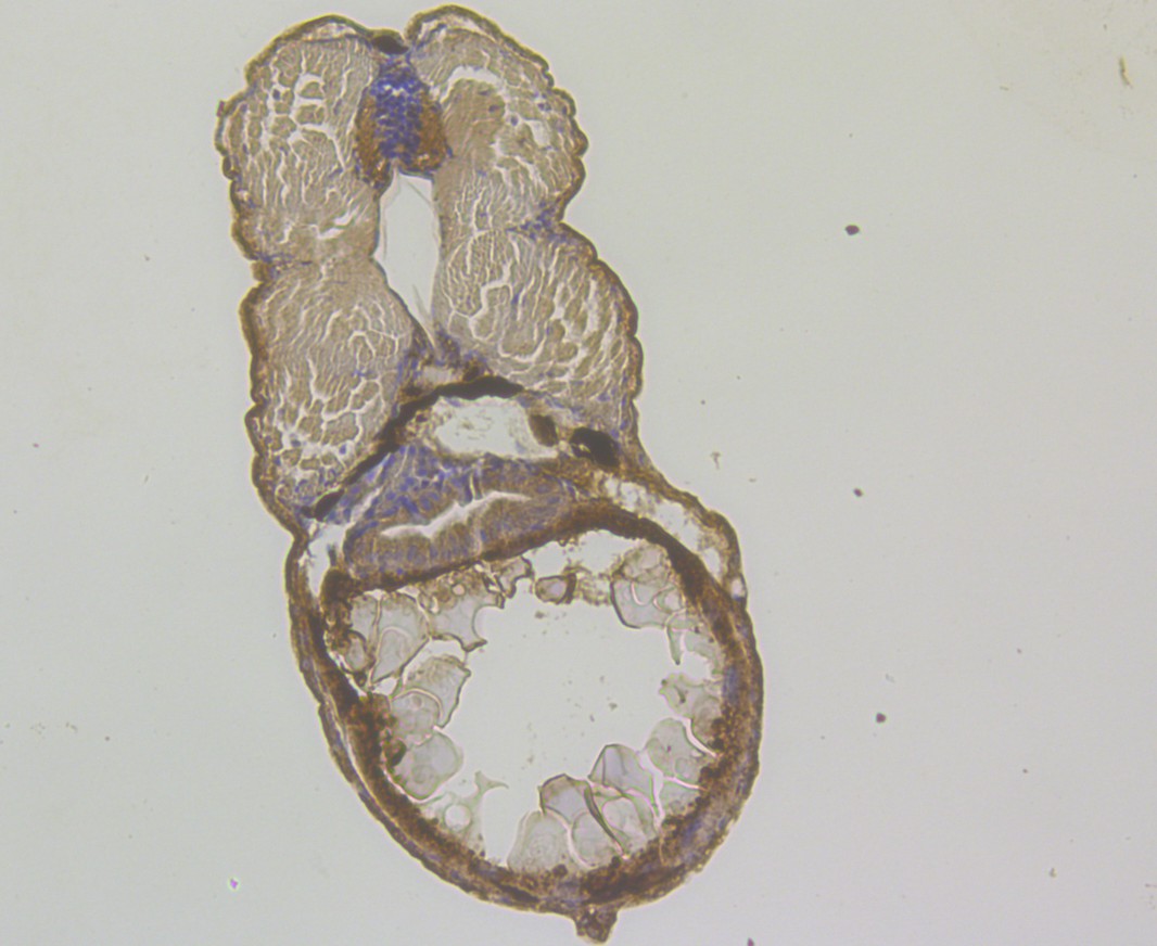 Fig3:; Immunohistochemical analysis of paraffin-embedded Zebrafish tissue using anti-SARS2 antibody. Counter stained with hematoxylin.