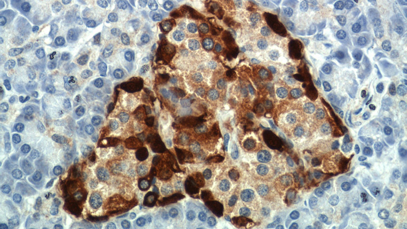 Immunohistochemical of paraffin-embedded human pancreas using Catalog No:111040(GCG antibody) at dilution of 1:200 (under 40x lens)