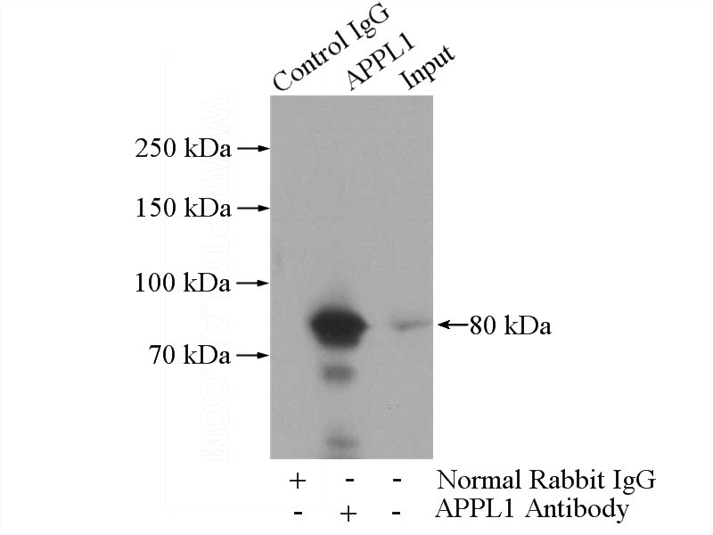 IP Result of anti-APPL1 (IP:Catalog No:108042, 4ug; Detection:Catalog No:108042 1:500) with mouse brain tissue lysate 4000ug.