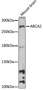 Western blot - ABCA2 Polyclonal Antibody 