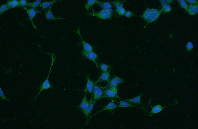 Immunofluorescent analysis of HEK-293 cells using Catalog No:113907(PIN1 Antibody) at dilution of 1:50 and Alexa Fluor 488-congugated AffiniPure Goat Anti-Rabbit IgG(H+L)