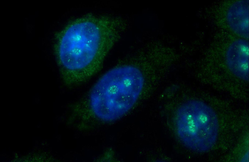Immunofluorescent analysis of HepG2 cells using Catalog No:108563(C10orf28 Antibody) at dilution of 1:25 and Alexa Fluor 488-congugated AffiniPure Goat Anti-Rabbit IgG(H+L)