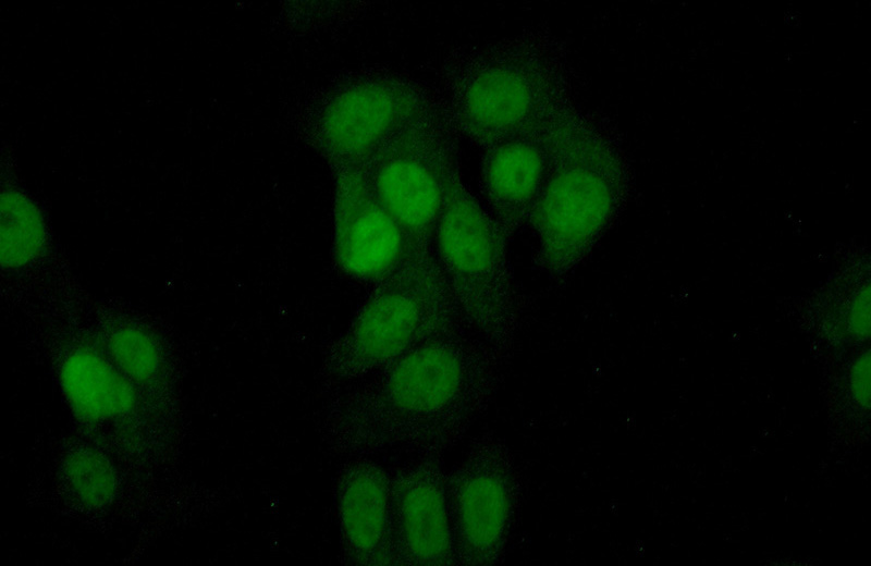 Immunofluorescent analysis of (10% Formaldehyde) fixed MCF-7 cells using Catalog No:116113(THUMPD1 Antibody) at dilution of 1:50 and Alexa Fluor 488-congugated AffiniPure Goat Anti-Rabbit IgG(H+L)
