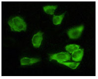 Immunofluorescence analysis of Hela cells using GSK3 alpha mouse mAb showing cytoplasmic localization.