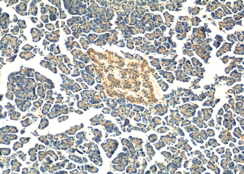 Immunohistochemistry of paraffin-embedded human pancreas tissue slide using Catalog No:110620(FERMT1 Antibody) at dilution of 1:50 (under 10x lens)