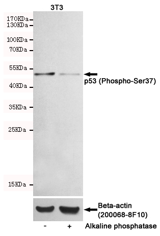 Western blot detection of p53 (Phospho-Ser37) in 3T3 cells untreated or treated with Alkaline phosphatase using p53 (Phospho-Ser37) Rabbit pAb (dilution 1:1000, upper) or u03b2-Actin Mouse mAb (200068-8F10, lower).Predicted band size:53kDa.Observed band size:53kDa.