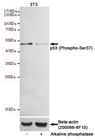 Western blot detection of p53 (Phospho-Ser37) in 3T3 cells untreated or treated with Alkaline phosphatase using p53 (Phospho-Ser37) Rabbit pAb (dilution 1:1000, upper) or u03b2-Actin Mouse mAb (200068-8F10, lower).Predicted band size:53kDa.Observed band size:53kDa.