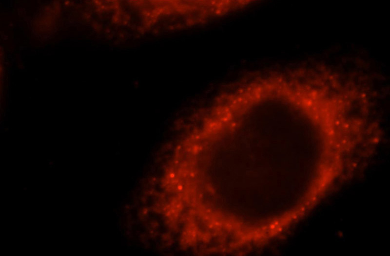 Immunofluorescent analysis of Hela cells, using KLHL32 antibody Catalog No:112104 at 1:25 dilution and Rhodamine-labeled goat anti-rabbit IgG (red).