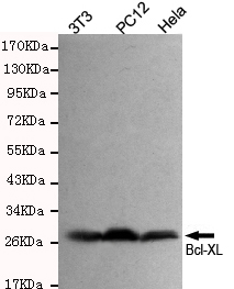 Western blot detection of BCL2L1 in 3T3,PC12 and Hela cell lysates using BCL2L1 rabbit pAb (dilution 1:300).Predicted band size:30KDa.Observed band size:30KDa.