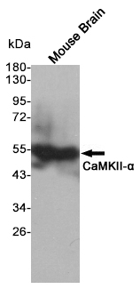 Western blot detection of CaMKII-α in Mouse Brain lysates using CaMKII-α mouse mAb(dilution 1:1000).Predicted band size:50kDa.Observed band size:50kDa.
