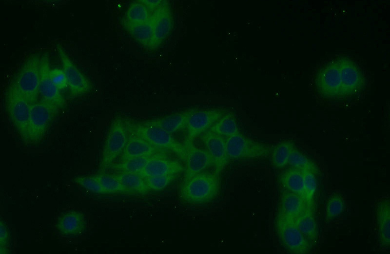 Immunofluorescent analysis of HepG2 cells using Catalog No:116237(TRAIP Antibody) at dilution of 1:25 and Alexa Fluor 488-congugated AffiniPure Goat Anti-Rabbit IgG(H+L)